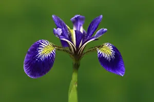 Prints of American marsh iris (Iris versicolor), flower, in bloom, at a pond, Ellerstadt, Germany Versicolor Prints: American Marsh Iris Print, Ellerstadt Pond Scene