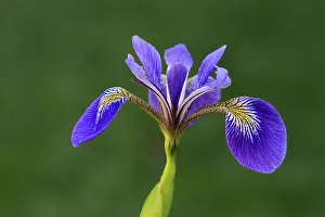 Prints of American marsh iris (Iris versicolor), flower, in bloom, at a pond, Ellerstadt, Germany Versicolor Prints: American Marsh Iris Print, Ellerstadt Pond Scene