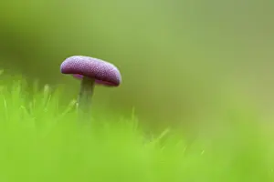 North Rhine Westphalia Botany Prints: Amethyst deceiver (Laccaria amethystea)