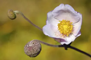 Pink Flowering Plant Prints: Anemone