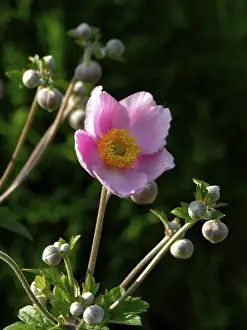 Deserted Nature Scenes Prints: Anemone