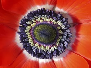 Allergic Reactions To Pollen Prints: Anemone