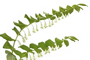 Floral Embellishments Prints: Angular solomon's seal (Polygonatum odoratum) Angular solomon's seal (Polygonatum odoratum)