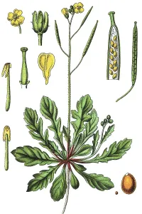 Flora And Fauna Pictures Prints: Annual wall-rocket (Diplotaxis muralis)