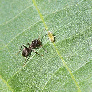 Prints of Ant caring for an aphid on a leaf of a walnut tree at close range Hemiptera Prints: Ant caring for an aphid on a walnut tree Print