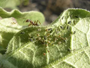 Wildlife Nature Images Prints: The ant flocks a herd of aphids on a leaf