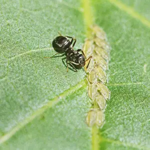 Deciduous Tree Pests Prints: Ant willows, aphids clustered on the leaf of a walnut tree
