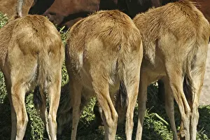 Bovid Mammal Images Prints: Antelopes