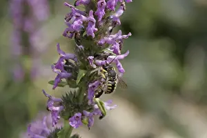Hymenoptera Animal Images Prints: Anthidium, woolbee, resin bee