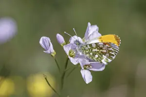 Anthocharis cardamines Print - Orange Tip Butterfly (Male)