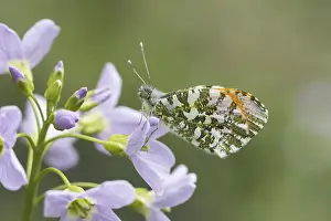 Orange Tip Butterfly Prints: Anthocharis cardamines (Mannchen)
