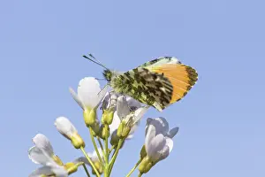 Orange Tip Butterfly Prints: Anthocharis cardamines (Mannchen)