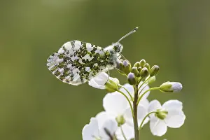 Diurnal Flying Insects Prints: Anthocharis cardamines (Mannchen)