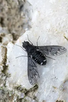 Natural Environment Insects Prints: Anthrax anthrax, black bee fly