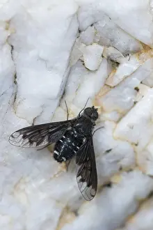 Natural Environment Insects Prints: Anthrax anthrax, black bee fly