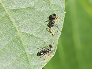 Prints of Two ants caring for some aphids on the leaf of a walnut tree at close range Hemiptera Prints: Two Ants Caring for Aphids on Walnut Tree Print