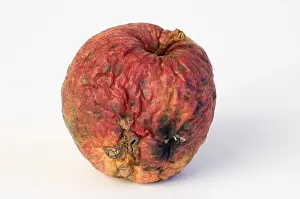 Symbolic Still Life Image Prints: Apple aplples