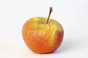 Macro Studio Shot Prints: Apple aplples