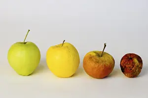 Apple Nutrition Prints: Apple aplples