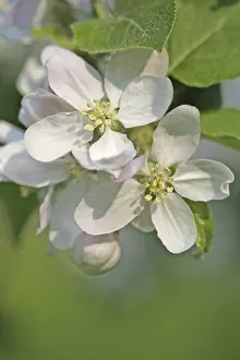 Fruit Tree In Bloom Prints: Apple blossoms