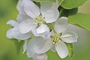 Pollination Process Prints: Apple blossoms