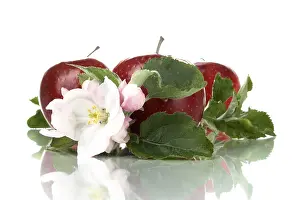 Apple Blossoms Prints: Apple blossoms