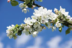 Fruit Tree Flowering Season Prints: Apple blossoms (Malus)