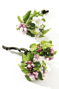Apple Blossoms Prints: Apple blossoms (Malus)