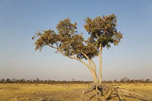 Chobe National Park Prints: Apple-leaf tree (Lonchocarpus capassa)