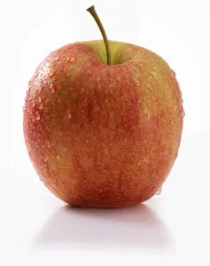Full Length Apple Photo Prints: Apple (Malus), white background