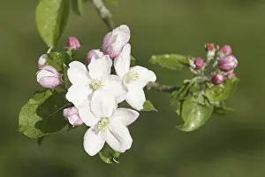 Springtime Fruit Blossoms Prints: Apple tree blooms