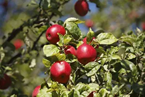 Food Photography Germany Prints: Apple tree, Germany