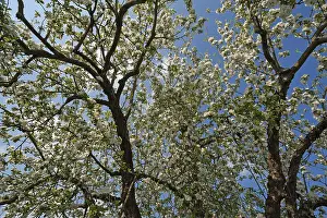 White Blossom Close Up Prints: Apple Tree (Malus), in full bloom