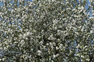 Central Europe Orchard Trees Prints: Apple tree (Malus), in full bloom