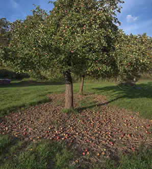 German Orchard Scene Prints: Apple tree (Malus) with fallen apples