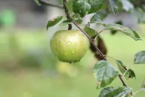 Apple Tree Prints: Apple tree (Malus), fruit, apple tree