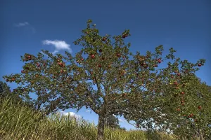 Southern German Nature Prints: Apple tree (Malus) with red apples