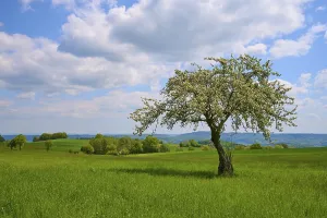 Cloudy Meadow Scene Prints: Apple tree, meadow, clouds, spring