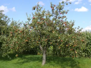 Deserted Apple Orchard Prints: Apple Tree, Melrose Apples on Tree