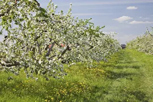 Deciduous Tree Cultivation Prints: Apple tree orchard at springtime