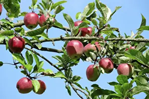 Apple Tree Germany Prints: Apple tree, September, Germany