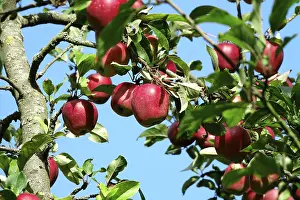 Deserted Apple Orchard Prints: Apple tree, September, Germany