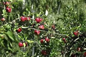 Apple Tree Germany Prints: Apple tree, September, Germany
