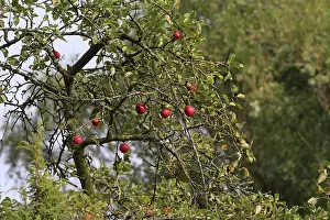 Rosaceae Plant Prints: Apple tree, September, Germany