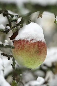 Apple Tree Germany Prints: Apple tree with snow, Germany
