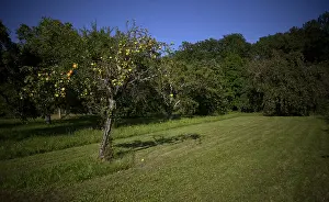 German Meadow Orchard Prints: Apple tree, yellow apples, full