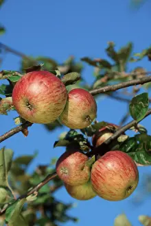 Summer Fruits Prints: Apples