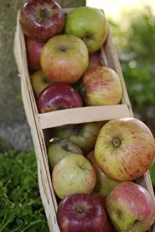 Healthy Eating Apples Prints: Apples in a basket