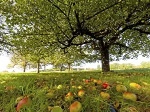 Nature Scenery Germany Prints: Apples lying under an apple tree