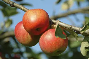 Farm Fresh Produce Prints: Apples on a tree